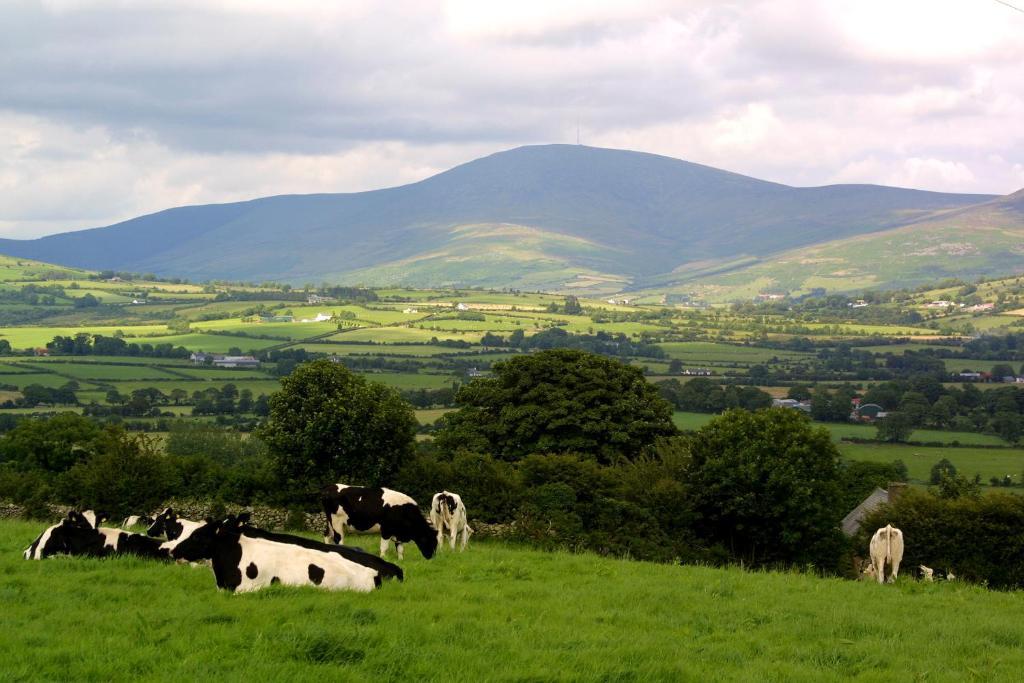 Brandon View House B&B Graiguenamanagh Eksteriør bilde