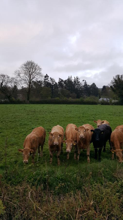 Brandon View House B&B Graiguenamanagh Eksteriør bilde